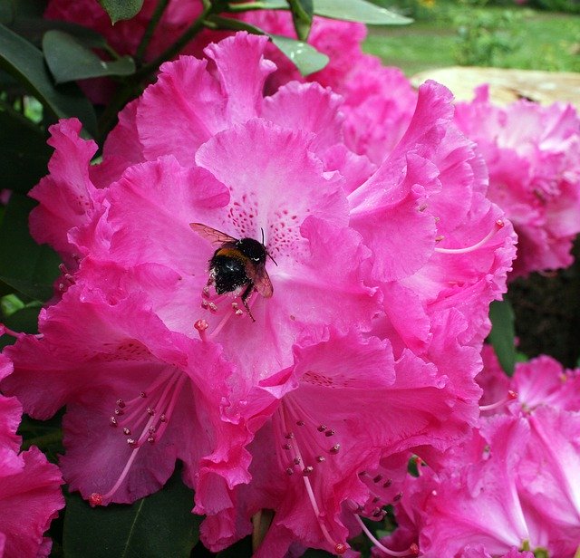 Muat turun percuma Hydrangea Pink Garden - foto atau gambar percuma untuk diedit dengan editor imej dalam talian GIMP
