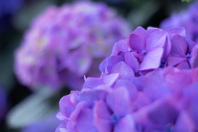 Free picture Hydrangea Purple -  to be edited by GIMP free image editor by OffiDocs