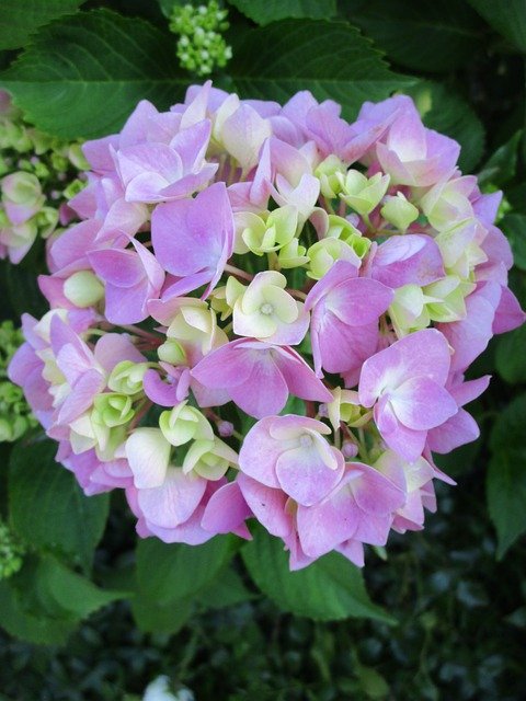 Gratis download Hydrangea Purple Blue - gratis foto of afbeelding om te bewerken met GIMP online afbeeldingseditor