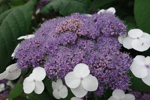Free download Hydrangea Purple Flowers -  free photo or picture to be edited with GIMP online image editor