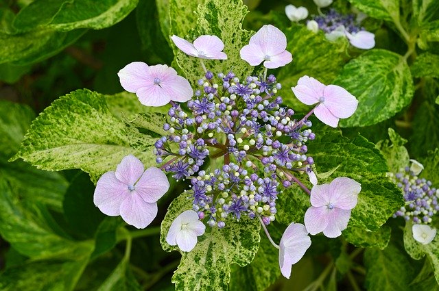 Free download Hydrangea Purple Green Rainy -  free photo or picture to be edited with GIMP online image editor