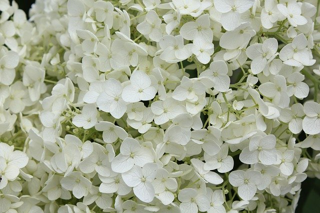 Free download Hydrangea Rainy Season June White -  free photo or picture to be edited with GIMP online image editor