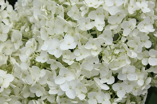 Muat turun percuma Hydrangea Rainy Season June White - foto atau gambar percuma untuk diedit dengan editor imej dalam talian GIMP