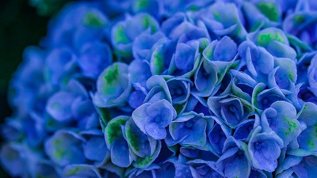 Free download Hydrangeas Blue Hydrangea -  free photo or picture to be edited with GIMP online image editor