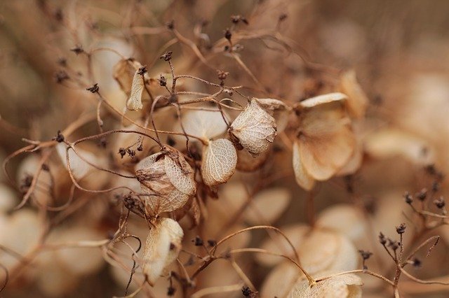 Free download Hydrangea Seed Flower -  free photo or picture to be edited with GIMP online image editor