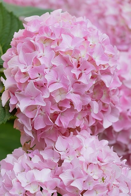 Free download hydrangeas flower blossom bloom free picture to be edited with GIMP free online image editor