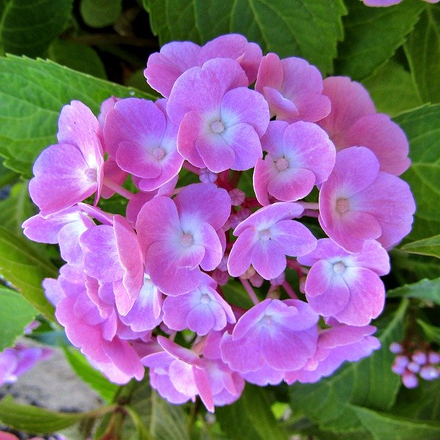 Bezpłatne pobieranie Bale kwiatów hortensji - bezpłatne zdjęcie lub obraz do edycji za pomocą internetowego edytora obrazów GIMP