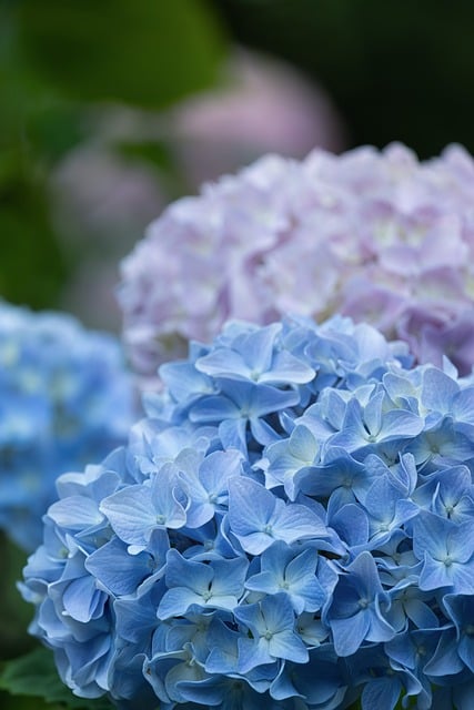 Free download hydrangeas nature flower petals free picture to be edited with GIMP free online image editor