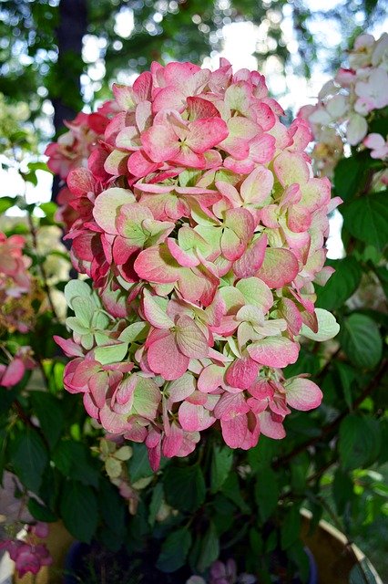 ดาวน์โหลดฟรี Hydrangea Special Plant - รูปถ่ายหรือรูปภาพฟรีที่จะแก้ไขด้วยโปรแกรมแก้ไขรูปภาพออนไลน์ GIMP