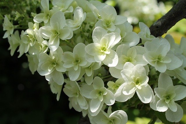 Free download Hydrangea Summer Flowers -  free photo or picture to be edited with GIMP online image editor