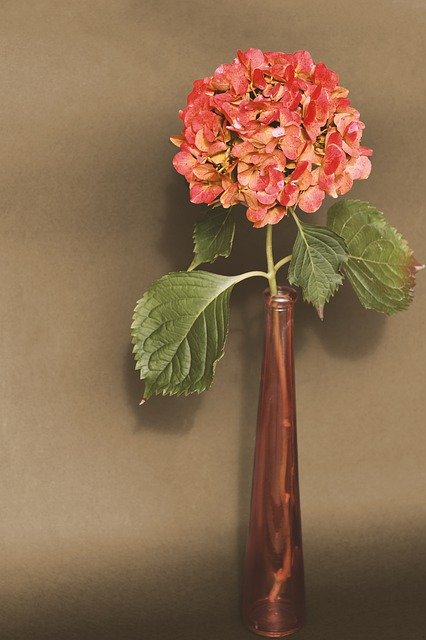 Unduh gratis Hydrangea Vase Still Life - foto atau gambar gratis untuk diedit dengan editor gambar online GIMP