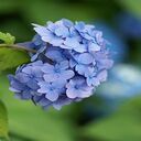 hydrangea wallpaper  screen for extension Chrome web store in OffiDocs Chromium
