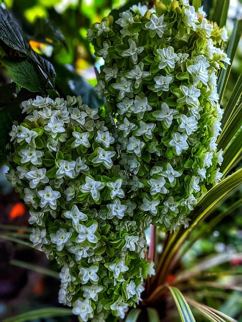 Gratis download Hydrangea White Flower - gratis foto of afbeelding om te bewerken met GIMP online afbeeldingseditor
