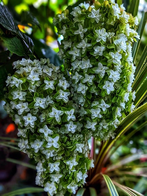 免费下载绣球花白花 - 使用 GIMP 在线图像编辑器编辑的免费照片或图片