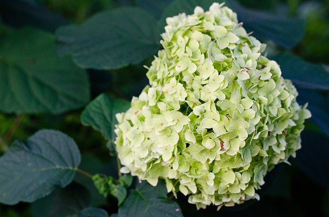 Free download Hydrangea White Flower Garden -  free photo or picture to be edited with GIMP online image editor