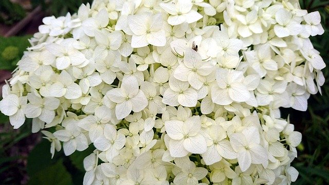 Free download Hydrangea White Flowers -  free photo or picture to be edited with GIMP online image editor