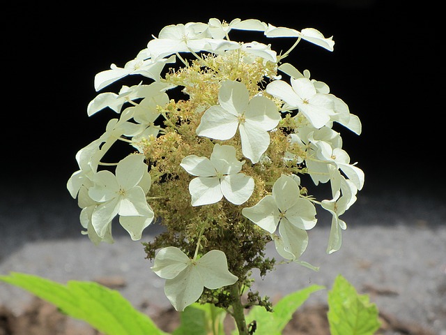 Free download hydrangea white petals western nc free picture to be edited with GIMP free online image editor