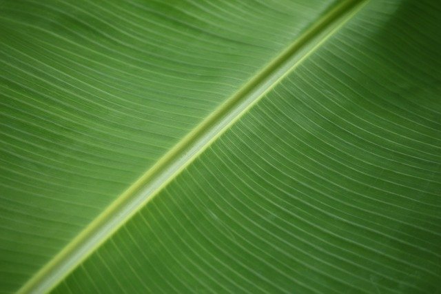 Free download Hydroponic Agriculture Puerto Rico -  free photo or picture to be edited with GIMP online image editor