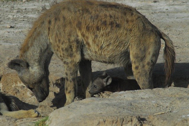 Unduh gratis Hyena Baby Curious - foto atau gambar gratis untuk diedit dengan editor gambar online GIMP