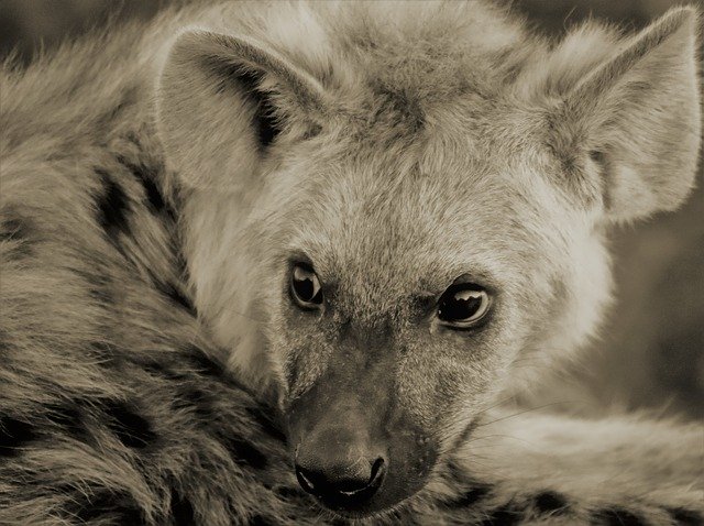 Free download Hyena Cub Fear Afraid -  free photo or picture to be edited with GIMP online image editor