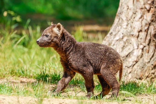 Free download hyena nature africa animal free picture to be edited with GIMP free online image editor