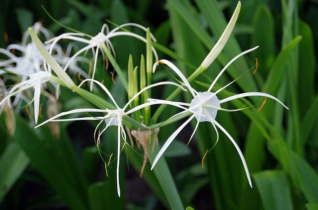 Free download Hymenocalle Hymenocallis -  free photo or picture to be edited with GIMP online image editor