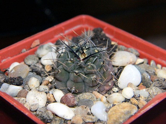 Free download hymnocalycium cactus succulent free picture to be edited with GIMP free online image editor