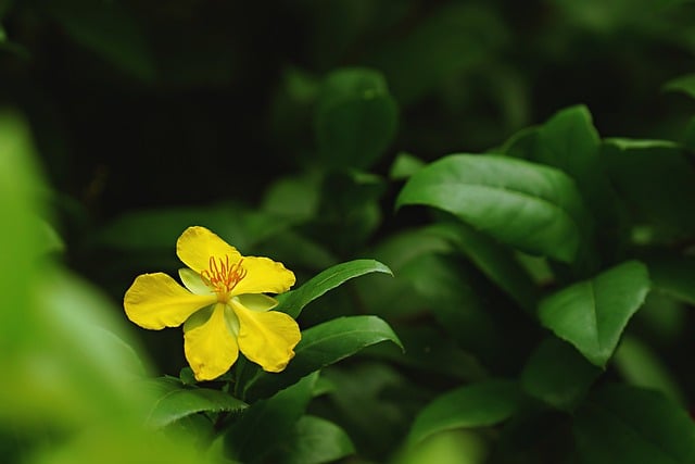 Téléchargement gratuit d'une image gratuite de jardin de fleurs jaunes hypercum à modifier avec l'éditeur d'images en ligne gratuit GIMP
