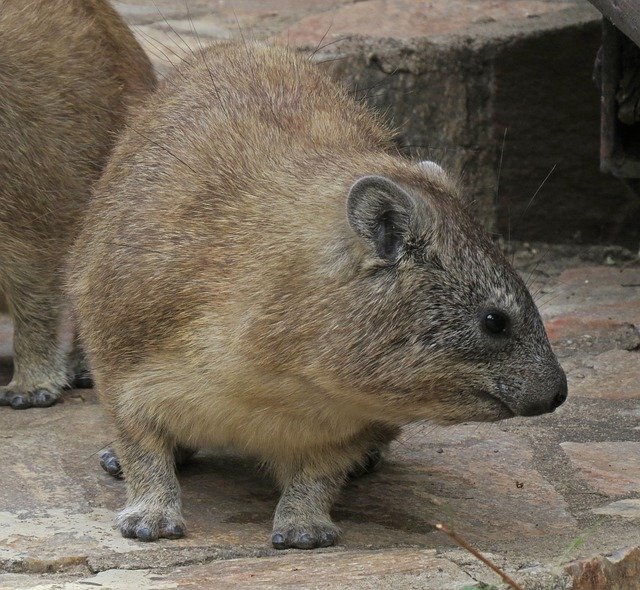 Free download Hyrax Rodent Cute -  free photo or picture to be edited with GIMP online image editor
