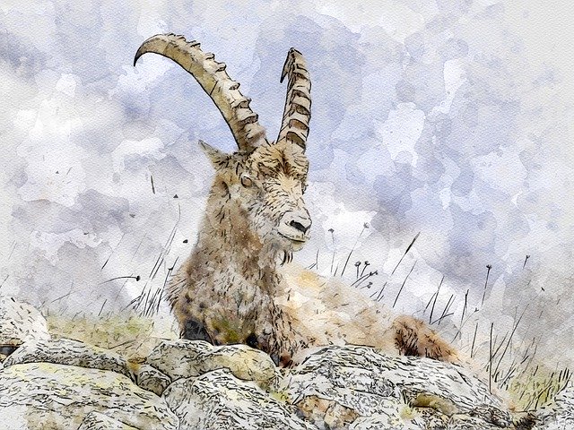 Free download Ibex Animals Mountains -  free illustration to be edited with GIMP free online image editor