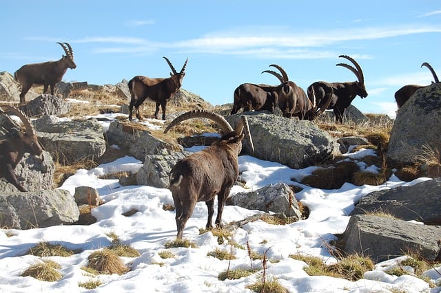 Free download ibex animals snow winter nature free picture to be edited with GIMP free online image editor