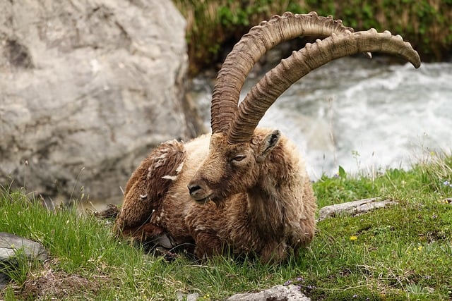 Free download ibex capra ibex alps animal horns free picture to be edited with GIMP free online image editor