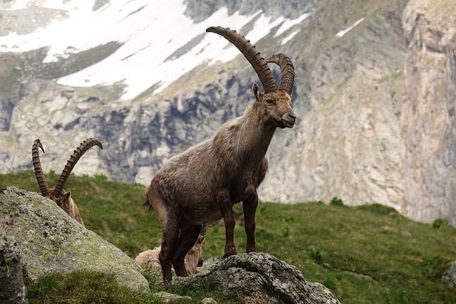 Free download ibex capra ibex horns alps animal free picture to be edited with GIMP free online image editor