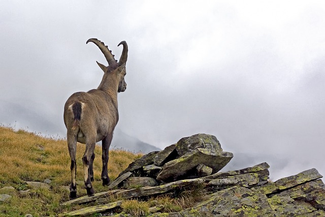 Free graphic ibex capra ibex male animal wild to be edited by GIMP free image editor by OffiDocs