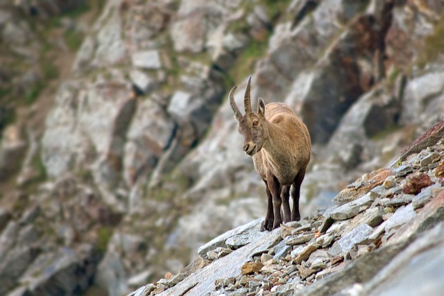 Free graphic ibex capra ibex mountain alps to be edited by GIMP free image editor by OffiDocs
