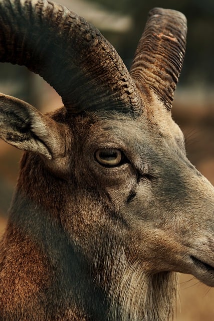 Free download ibex eye ruminant horns nature free picture to be edited with GIMP free online image editor