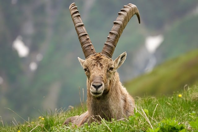 Free download ibex horns animal alps mountain free picture to be edited with GIMP free online image editor