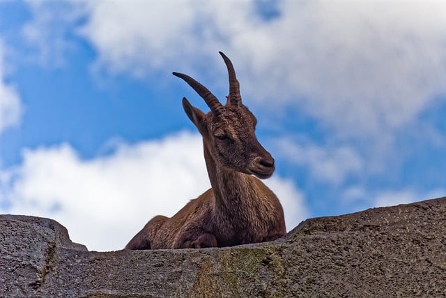 Baixe gratuitamente ibex rock clouds air nature imagem gratuita para ser editada com o editor de imagens online gratuito GIMP