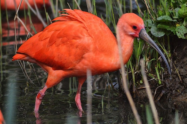 Free download ibis bird animal red bird free picture to be edited with GIMP free online image editor