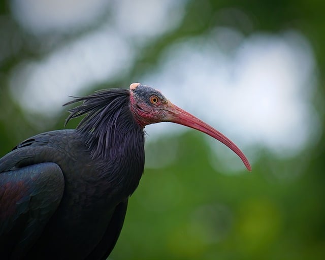 Free download ibis bird good beak close up free picture to be edited with GIMP free online image editor