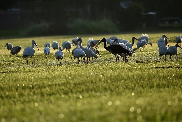 Kostenloser Download von ibis birds field nature animals free picture to edit with GIMP free online image editor
