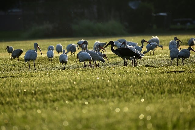 Free download ibis birds field nature animals free picture to be edited with GIMP free online image editor