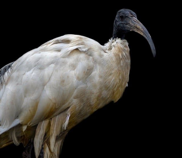 Free download ibis black headed ibis free picture to be edited with GIMP free online image editor