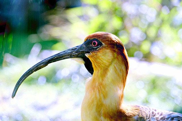 Free download ibis zoo piercing eyes species free picture to be edited with GIMP free online image editor