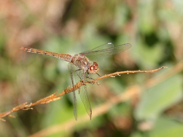 Free download Ibélula Yellow Dragonfly Detail -  free photo or picture to be edited with GIMP online image editor