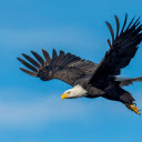 Đại Bàng  screen for extension Chrome web store in OffiDocs Chromium