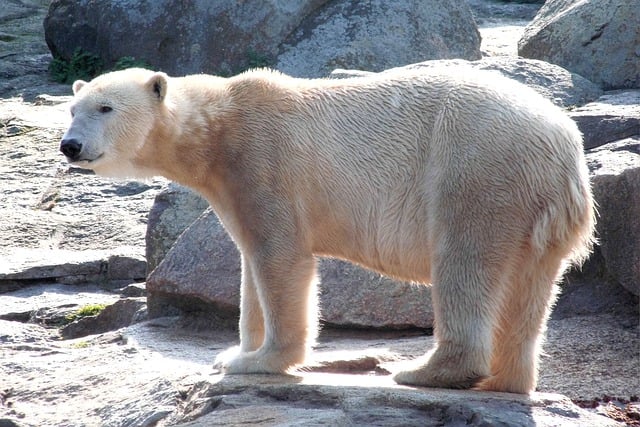 Бесплатно загрузите ледяной медведь, медведь, млекопитающее, хищник, бесплатную картинку для редактирования в GIMP, бесплатный онлайн-редактор изображений