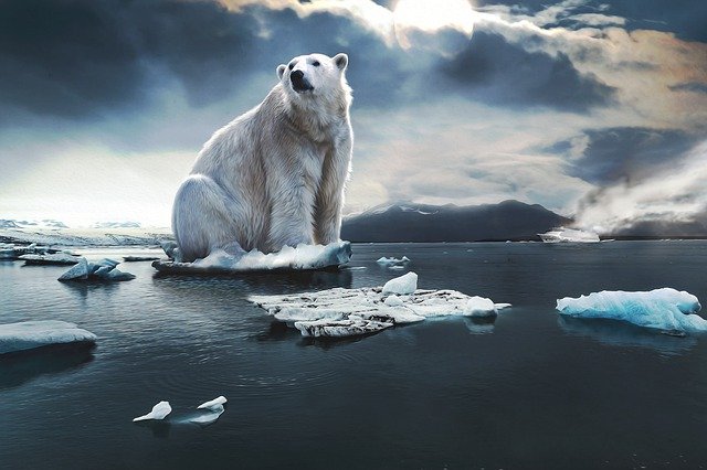 Free download icebear glacier cruise ship free picture to be edited with GIMP free online image editor