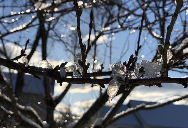 Téléchargement gratuit Ice Branch Winter - photo ou image gratuite à éditer avec l'éditeur d'images en ligne GIMP