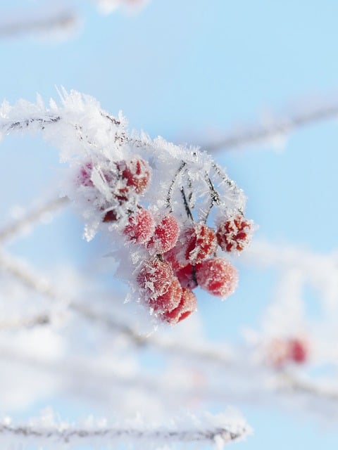 Free download ice cream ice crystals cold winter free picture to be edited with GIMP free online image editor